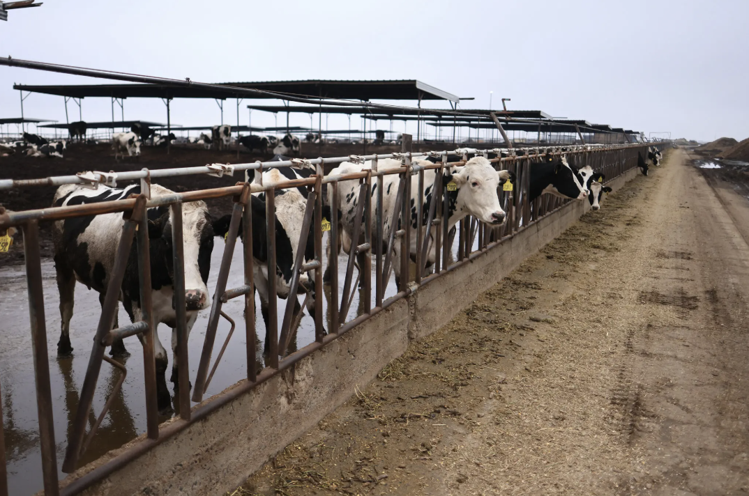 dairy cattle in pens